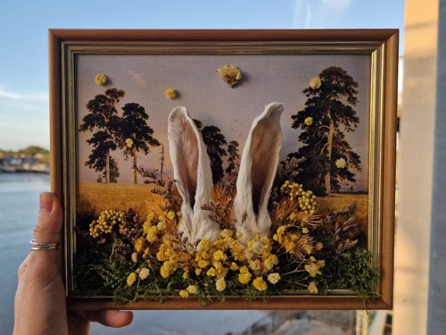 Real framed taxidermy rabbit - framed,