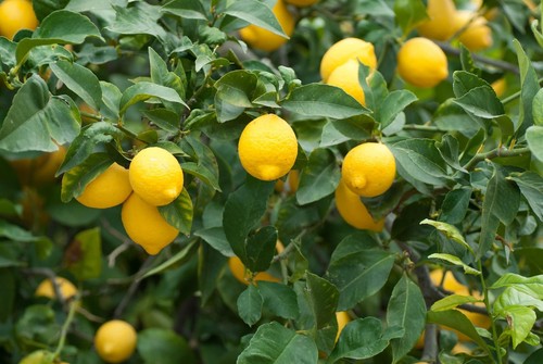 Dwarf lemon bonsai tree seeds - bonsai,