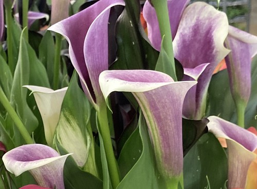 Three calla lily corms - calla,
