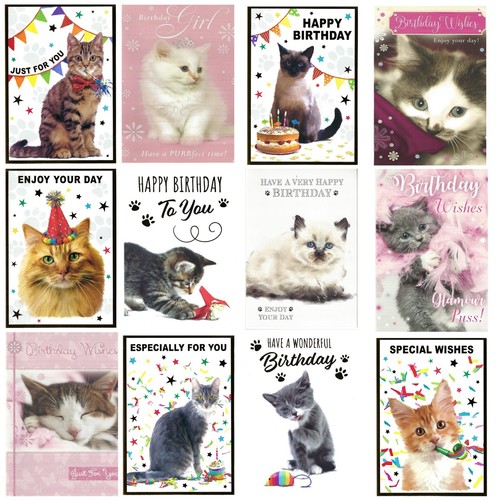 Cute kitten cat quality - kitten,
