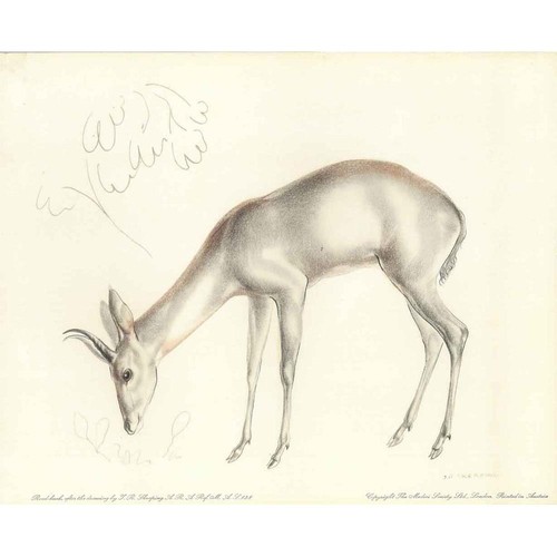 Reed buck r skeaping - j,
