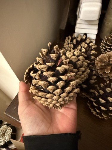 Large natural pine - pine, do