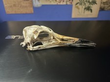 Sea Bird Skull