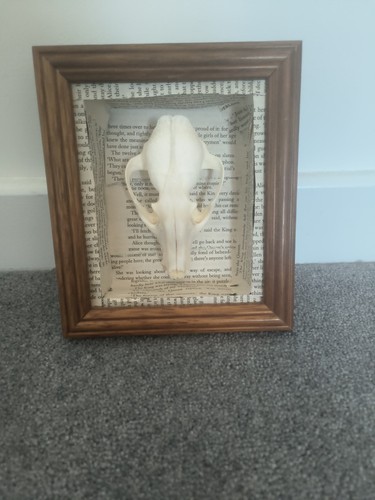 Taxidermy raccoon skull framed - taxidermy,