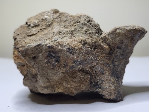 Triceratops dinosaur fossil - triceratops,