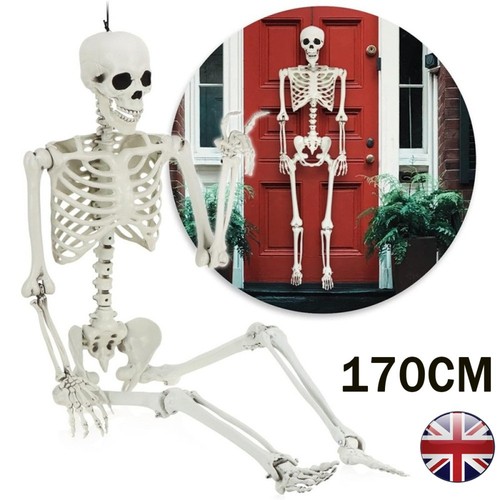 Halloween skeleton life size - halloween,