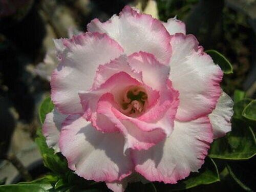 Seeds adenium obesum - 10,