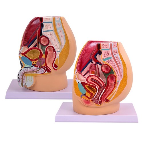 Anatomical model the - anatomical,
