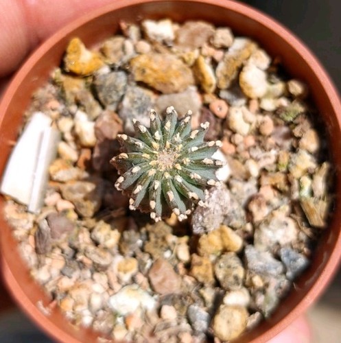 Geohintonia mexicana - geohintonia,