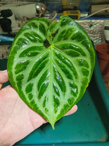 Anthurium silver blush - blush,