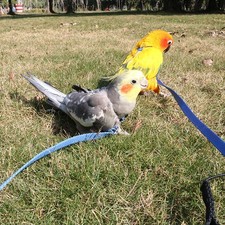 Parrot Bird Harness Leash