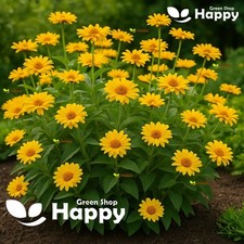 Summer Sun - False Sunflower -