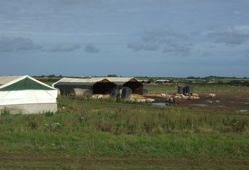 Photo 6x4 free - 6x4, pigs