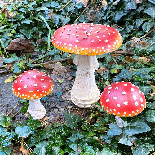 Garden mushroom toadstool - /,