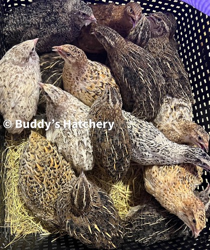 Mix all rare quail hatching - mix,
