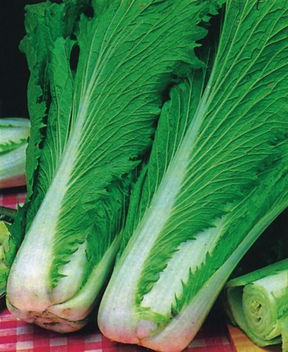 Chinese cabbage wong bok - chinese,