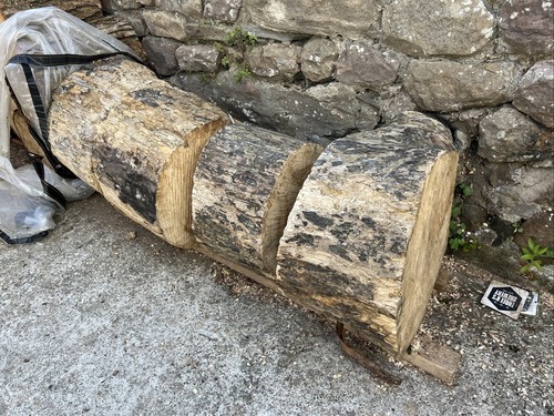 Huge driftwood ash - huge, tree