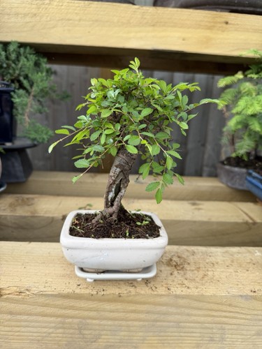 Bonsai tree broadleaf potted - broadleaf,
