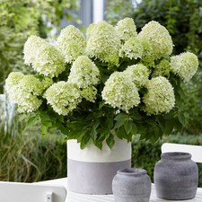 Hydrangea paniculata little - hydrangea,