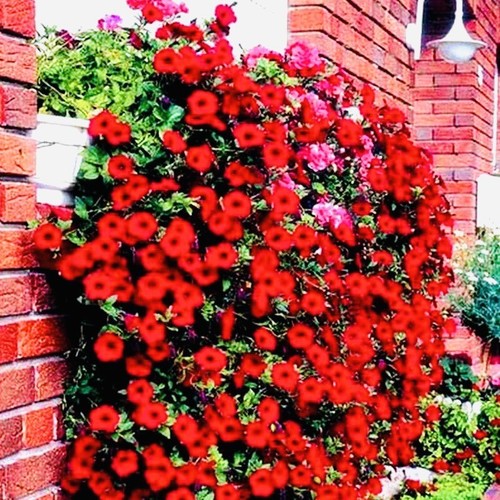 Petunia trailing red seeds - trailing,