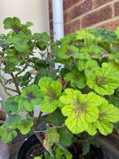 Pack of 2 plants - Scented