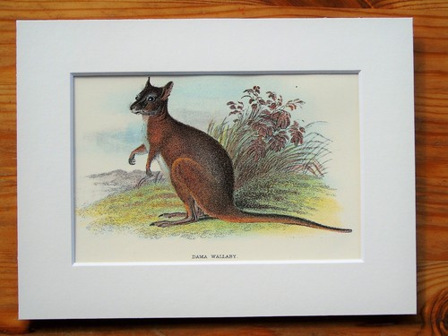 Dama wallaby mounted antique - wallaby,