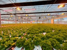 200W LED PLANTII Horticulture Red Spectrum Grow Lights