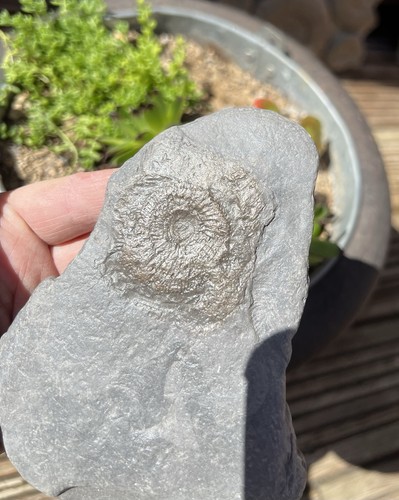 Ammonite trace beautiful - ammonite,