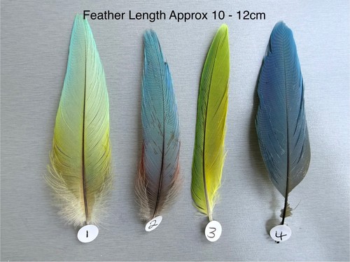 Parrot macaw feather crafts - feather,