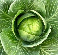 400x Cabbage Brunswick