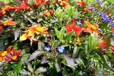 Nissan Juke wing mirror cover chrome near side passenger new unused Z