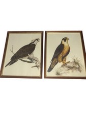 Vintage Pair Falcon Lithograph Prints Signed and Frame print by Fillipe Massa