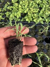 Herb Lemon Grass Plug Plants X
