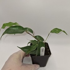 Ficus Benjamina Rooted Cutting