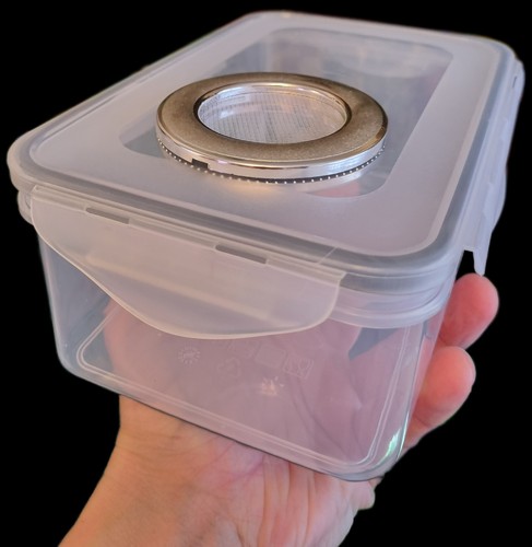 Isopod colony starter - colony,