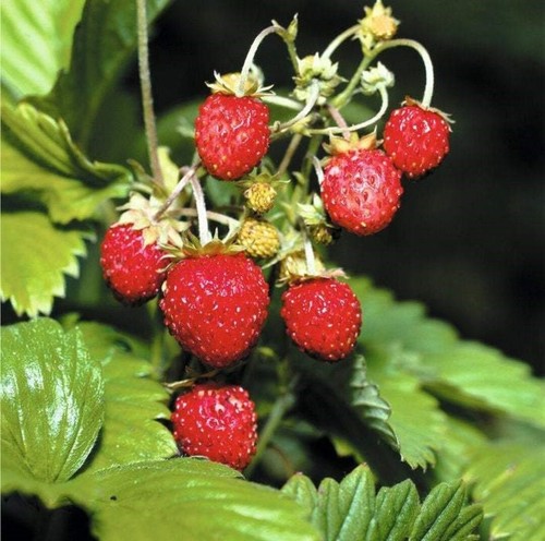 Strawberry plug plants - plug, wild