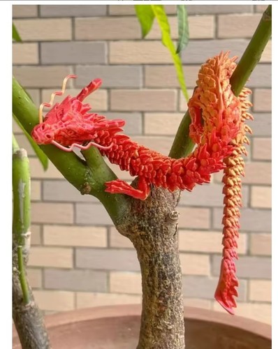 88cm printed gem dragon - 3d,