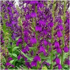 Lobelia Speciosa Blue