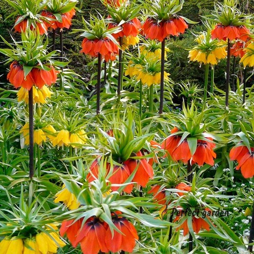 Seeds fritillaria - 30,