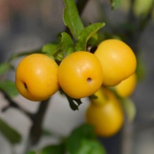 Crab Apple 'Golden Hornet' Standard Tree in a 18cm Pot