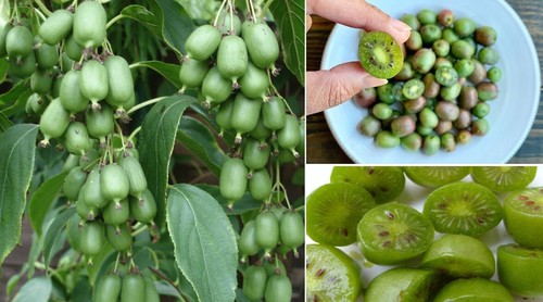 Kiwi berry actinidia arguta - berry,