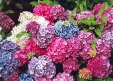 Hydrangea shrub plants - shrub,