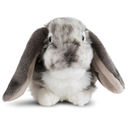 Lop eared rabbit - lop, soft