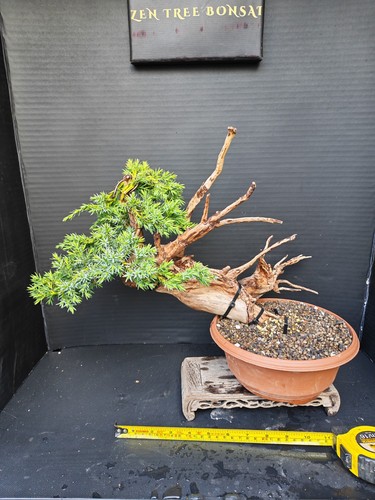 Tanuki needle juniper bonsai - tanuki,