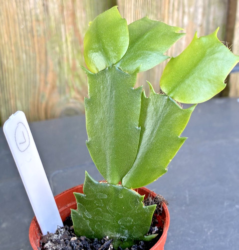 Schlumbergera truncata well - schlumbergera,