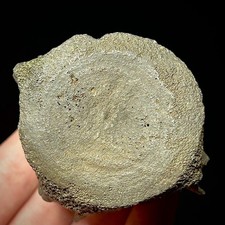 Fossil Dolphin or Small Whale