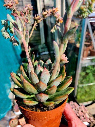 Echeveria yumi succulent - echeveria,