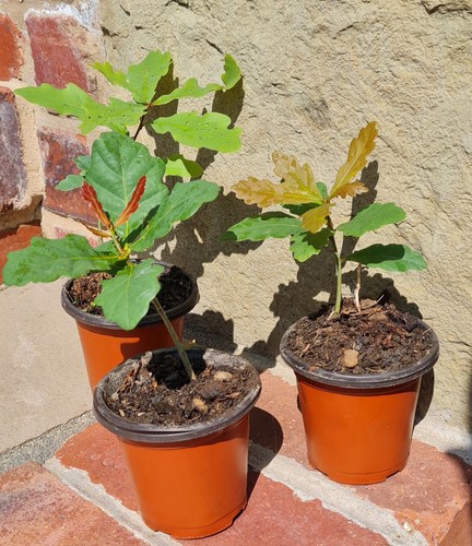 Grow hedge english - hedge, 12