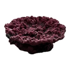 SANDBED 5 Hole Acropora Coral