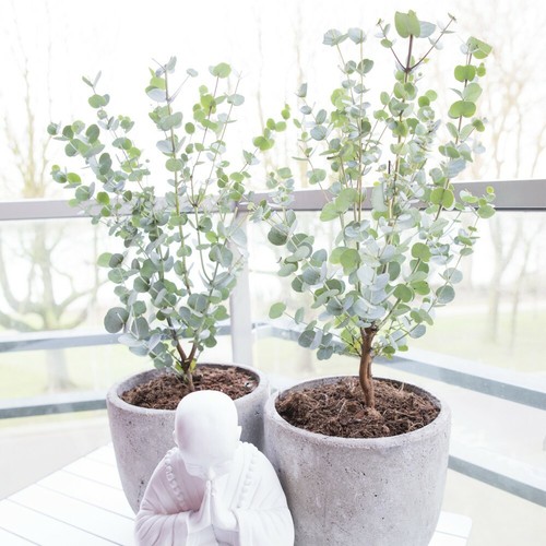 Eucalyptus gunnii azura - t&m,